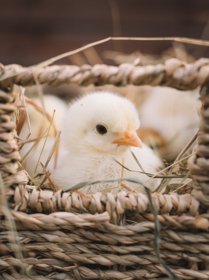 A fluffy chick nestled in a woven basket surrounded by straw, showcasing farm life.