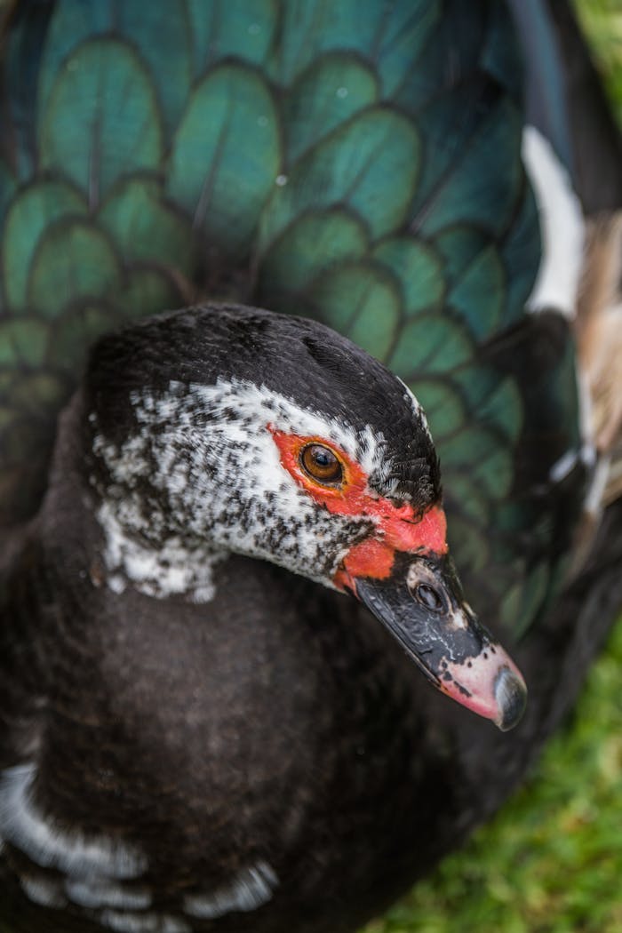 Detailed close-up photo of a vibrant Muscovy Duck showcasing its colorful plumage in Sopo, Colombia.