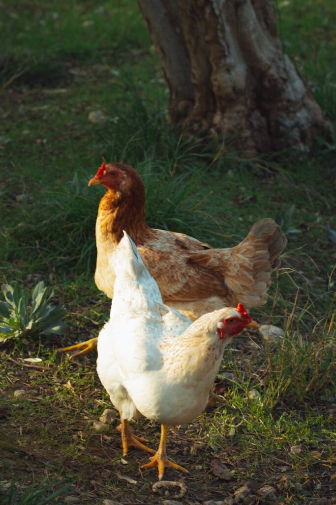 Two chickens explore a sunlit garden, showcasing natural outdoor tranquility.
