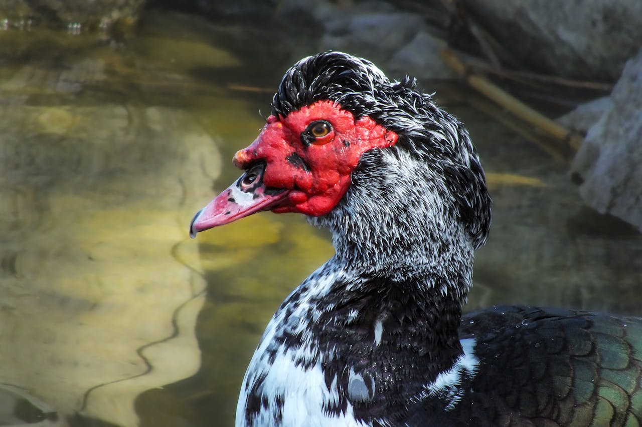Detailed shot of a Muscovy duck with distinctive red face in a natural pond.