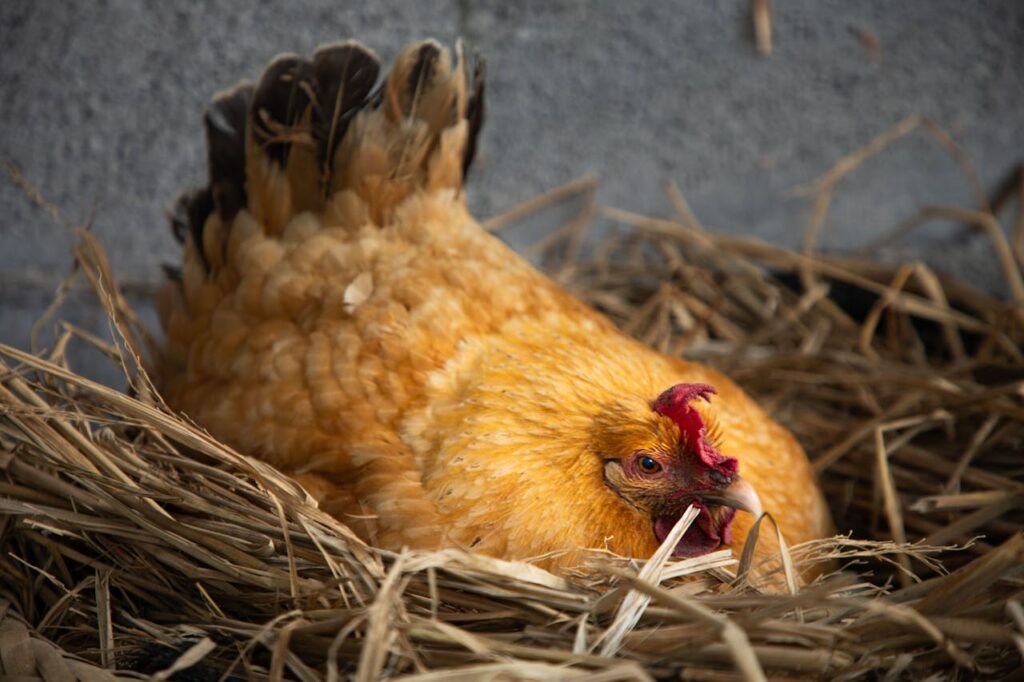 Close-up of a golden hen resting in straw, showcasing the serene and natural setting.