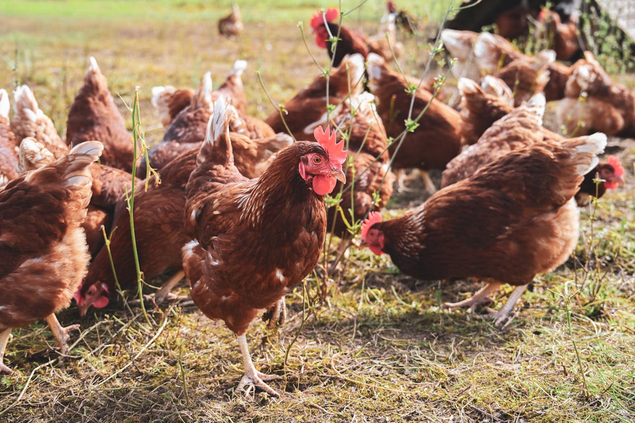 A group of brown free range chickens foraging on a sunny farm field, showcasing natural poultry behavior.