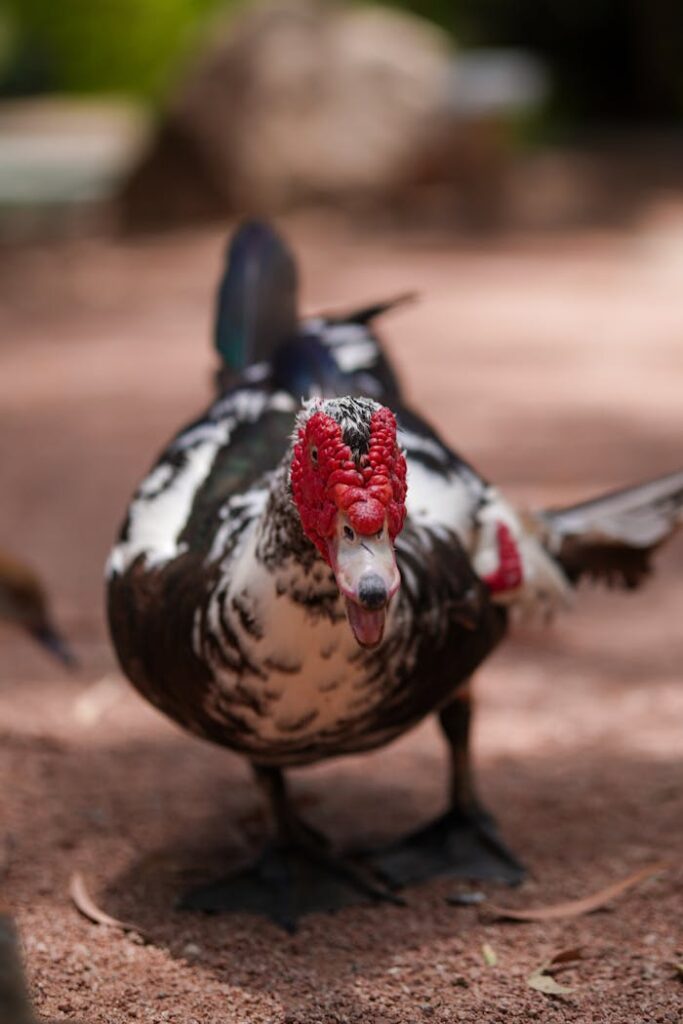 Vibrant Muscovy duck with distinctive red face in natural outdoor setting.